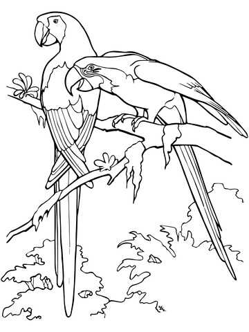 Scarlet Macaws Coloring Page